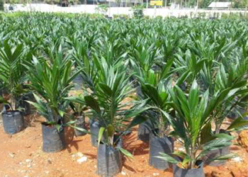 Farmers in Wassa East to benefit from 100,000 free seedlings