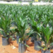 Farmers in Wassa East to benefit from 100,000 free seedlings