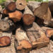 Forestry Commission implementing measures to stop rosewood exports