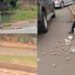 Scam: How popular street kid is using broken eggshells to take advantage of the goodness of people in Accra