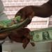 Cedi depreciation slows down; now sells at about ¢7.84 to a dollar