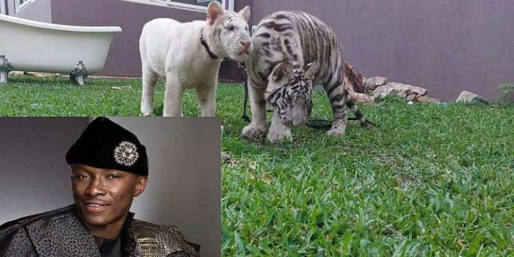 2 tigers belonging to businessman Freedom Jacob Caesar scare Ridge residents