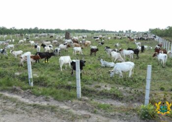 Anthrax outbreak: Vaccination of animals in Upper East starts today