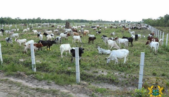 Anthrax outbreak: Vaccination of animals in Upper East starts today